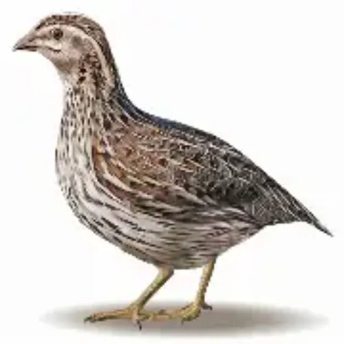 കാട (Kaada - Quail)